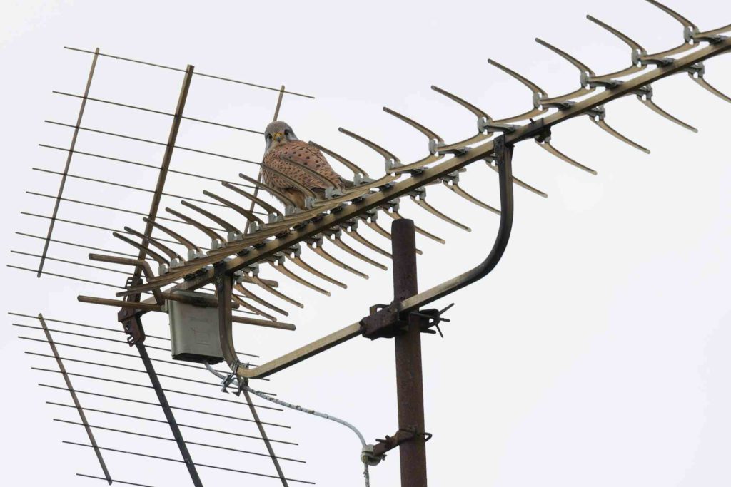 Antena terrestre TDT instalada y orientada para recibir señal de televisión